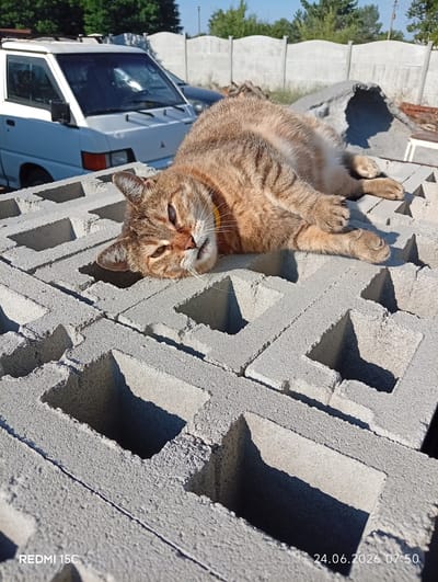 An adult, short-haired tabby cat is lying on its side on a stack of grey concrete blocks. The cat has light brown fur with darker tabby stripes. It is wearing a yellow collar. The cat's eyes are mostly closed, and its face is tilted upwards. The background of the image shows a white van, a concrete fence, and trees. The scene appears to be outdoors in a sunny environment. The timestamp "24.06.2026 07:50" and the text "REDMI 15C" are visible in the lower corners of the image. The location is identified as Mykolaivka, Ukraine.