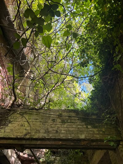 This image depicts an overgrown, dilapidated structure, potentially a building or ruin, in what is described as Tsanbaikwara, Abkhazia. The structure is made of brick and features a partially destroyed or aged brick pillar. The area is heavily overgrown with foliage, including vines, branches, and leaves, creating a dense canopy. A small patch of blue sky is visible through the vegetation. The scene evokes a sense of decay and abandonment. No people or animals are visible.
