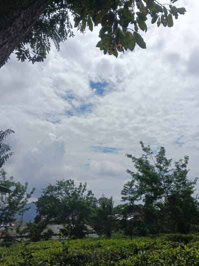 A lush green field of tea plants stretches towards a horizon punctuated by rooftops and trees. Above, a partly cloudy sky dominates, with patches of blue peeking through. The upper frame is bordered by tree branches and leaves, lending a sense of being framed by nature. The light is soft and diffused, creating a serene, natural scene. A small bird is flying in the middle of the frame.