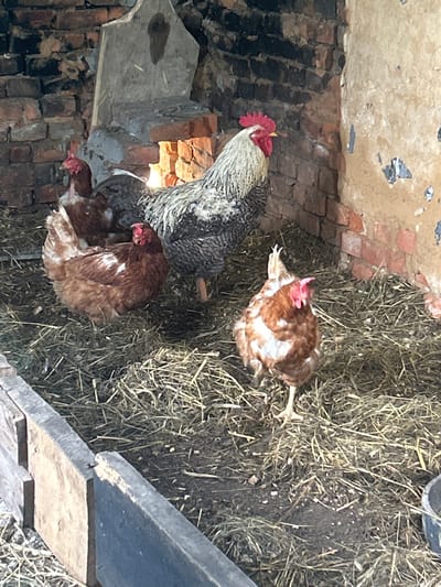 The image depicts four chickens within a rustic enclosure, likely a coop. The enclosure appears to be constructed from brick walls, one of which is partially plastered, and a rough wooden barrier in the foreground. The ground is covered with straw and dirt. Among the chickens, one is a rooster with a prominent red comb and speckled grey and white plumage. Three are hens, appearing to be various shades of brown and white. The setting is informal and agricultural. Based on the provided context, this scene is located in Vyshevychi, Ukraine.