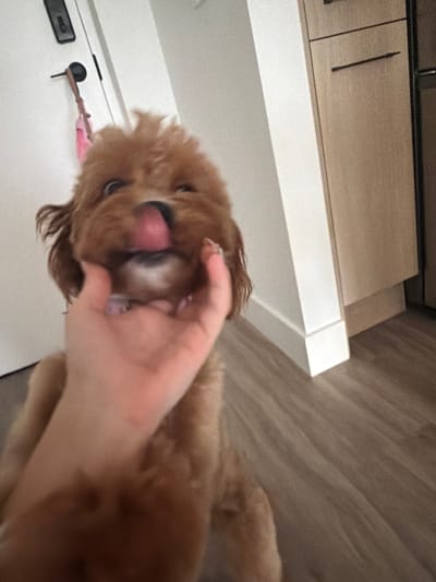 An over-the-shoulder, slightly blurry, close-up photograph shows a small, light-brown dog with its tongue sticking out towards the camera. A human hand is visible in the foreground, with its palm facing the camera and fingers gently touching the dog's face. The dog's eyes are wide and looking upwards. The background suggests an indoor environment with a white wall to the left, a door handle with a pink leash hanging from it, and wooden cabinets to the right. The floor appears to be made of light-brown wood planks. The image is taken in Hallandale Beach, United States of America.