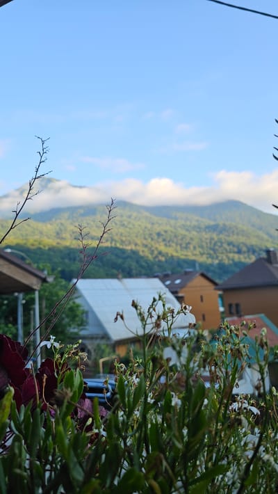 A low-angle, vertical shot captures a serene view of the mountains above Krasnaya Polyana, Russia, from a balcony or elevated vantage point. In the foreground, out-of-focus green plants with small white flowers and deep red leaves dominate the lower portion of the frame. Thin, dark branches with sparse leaves extend upwards from the left and center, framing the distant landscape.
Beyond the foliage, several buildings are visible, including a structure with a white, angled roof and other houses with brown and red roofs, suggesting a residential area or resort. The middle ground is characterized by a lush, green, forested mountain range partially obscured by a soft, white cloud bank that hugs its contours. The sky above is a clear, light blue, with a few wispy white clouds scattered across it, indicating fair weather. The overall impression is one of a peaceful, natural setting juxtaposed with human habitation.