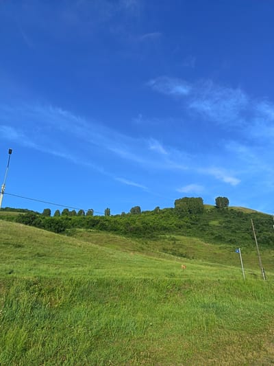 The image depicts a wide, grassy hillside under a clear blue sky with thin, wispy clouds. A line of trees borders the top of the hill. In the foreground, the grass is tall and lush, sloping upwards towards the treeline. A lone deer can be seen grazing on the hillside. A street lamp stands on the left side of the frame, and two utility poles are visible on the right, one with a blue sign displaying the number "96". The scene is set in the city of Soloneshnoye, Russia.