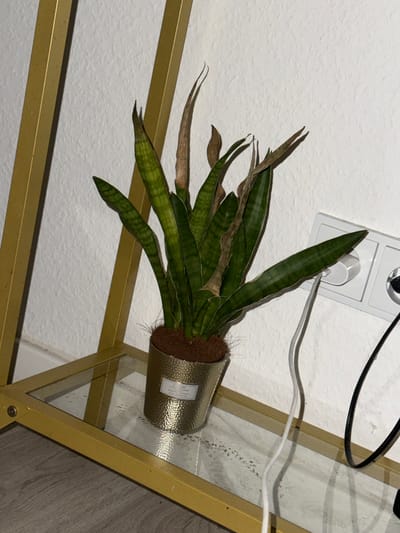A snake plant is shown in a gold pot on a glass shelf in a room. The plant has green leaves, some of which are brown and dry at the tips. There is a white wall behind the plant, and a gold metal shelf frame on the left side of the image. Electrical outlets are visible on the wall to the right of the plant, with white and black cords plugged into them. The floor beneath the shelf appears to be wood. The image was taken in Hainstadt, Germany.