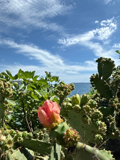 A close-up, eye-level shot captures a budding pink flower of a prickly pear cactus in the foreground, with its spiky pads and developing fruits visible. Behind the cactus, lush green foliage of another plant is seen, partially obscuring the blue sea and a distant shoreline under a sky filled with wispy white clouds. The scene is likely from a coastal area in Herceg Novi, Montenegro, a region known for its Mediterranean climate and abundant plant life. There are no people present in the image.