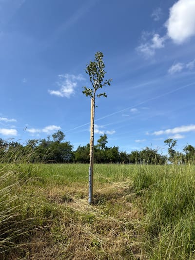 A solitary deciduous sapling stands centrally in a field of varied green and dried grasses in Junglinster, Luxembourg. The tree's slender trunk is partially encased in a light-colored protective wrapping, extending from ground level upward, with its upper, leaf-bearing branches exposed. The exposed bark is light with distinct horizontal markings. The ground immediately surrounding the sapling's base shows evidence of recently mown or trampled grass, forming a clearer area within the dense field. In the mid-ground, a mown path extends diagonally from the lower left towards the tree. A dense line of mature green deciduous trees and shrubs forms a natural barrier across the background. The upper half of the image is dominated by a clear blue sky, featuring scattered wispy white clouds and several faint aircraft contrails. No individuals, animals, or active interactions are present. The scene is illuminated by bright daylight.