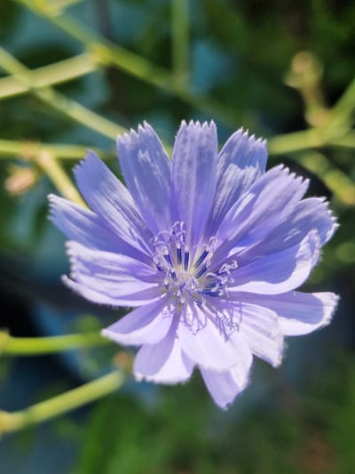 A macro photograph captures a delicate, light purple chicory flower with fringed petals. The flower is the primary subject, positioned slightly off-center, with its intricate stamens and pistils visible at the center. The background consists of blurred green foliage and light green stems, creating a soft bokeh effect that emphasizes the flower. The lighting appears natural, with sunlight illuminating the petals and casting subtle shadows. The image is sharp and detailed, showcasing the textures and fragility of the flower. No location in German, Bulgaria is mentioned or discernible from the image.