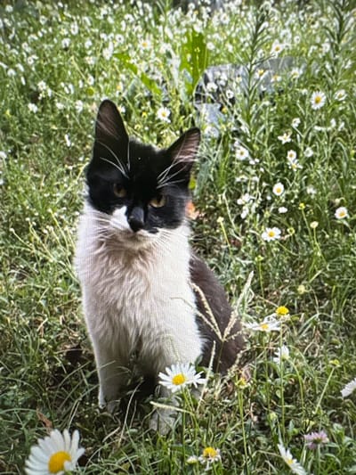A black and white cat sits in a field of daisies. The cat is facing the camera and looking slightly to the left. The cat has white fur on its chest and paws, and black fur on its head and back. The daisies are white with yellow centers, and they are scattered throughout the green grass. The background is a blur of green and white, suggesting a shallow depth of field. The lighting appears to be natural daylight. The image is of a cat in a natural outdoor setting.