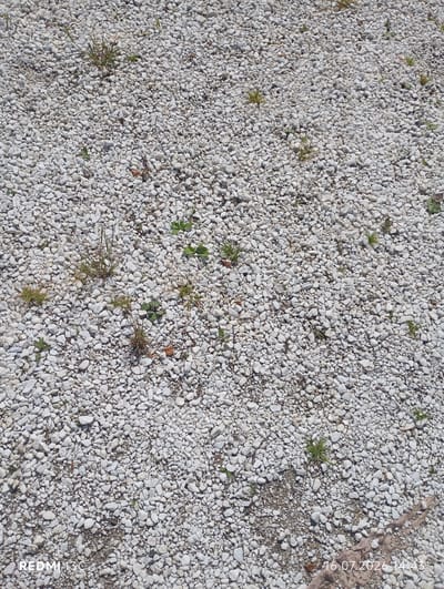 The image shows a ground surface covered with white gravel and scattered patches of green grass. The gravel appears to be of small to medium size, with some larger stones interspersed. A few dry leaves are also visible among the gravel. The scene suggests an outdoor environment, possibly a path, yard, or undeveloped area. The image includes a watermark in the bottom left corner reading "REDMI 13C" and a date and time stamp in the bottom right corner reading "16.07.2026 14:43". Based on the visual information, this image could be a generic depiction of a gravel surface in Baykalsk, Russia.