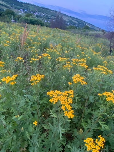 The image depicts a field of yellow flowers, likely tansy, with lush green foliage, extending up a hillside. In the background, a village with houses is visible nestled on the slopes of rolling hills. The sky is a dusky blue, suggesting it is either dawn or dusk. The overall scene conveys a natural, rural landscape in Horodca, Moldova, characterized by wildflowers and a tranquil, hilly terrain.