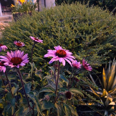 This image depicts a close-up view of several purple coneflower (Echinacea purpurea) blossoms in a garden setting. The flowers are in various stages of bloom, with some fully open and others in bud. The petals are a vibrant shade of pinkish-purple, and the central cone is a dark reddish-brown. The background consists of dense green foliage, likely a hedge or shrubbery, with some sunlight filtering through, creating highlights. To the right, there is a spiky, variegated plant catching the light, which appears to be a type of yucca or agave. The lighting suggests it is either early morning or late afternoon, casting long shadows and a warm glow. There are no people visible in the image. The scene is outdoors, likely a residential garden or a park. Without specific visual cues linking it to Piešťany, Slovakia, a precise location within the city cannot be determined from the image alone.