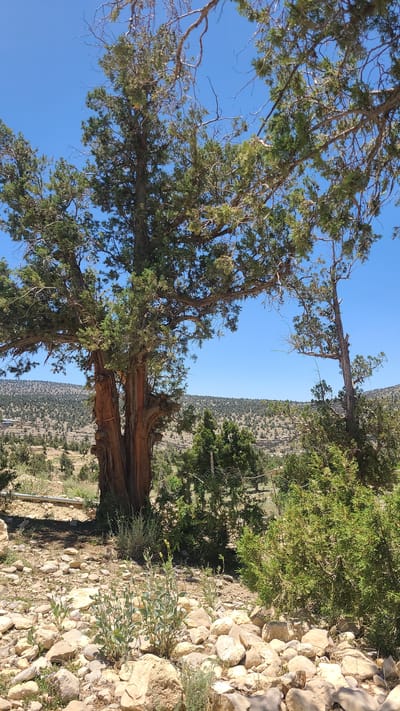 The image depicts a landscape in Ziarat, Pakistan, featuring a large, old tree in the foreground. The tree has a thick, reddish-brown trunk with green foliage reaching towards a clear blue sky. The ground is covered with rocks and sparse vegetation. In the background, a hillside with scattered trees extends to the horizon.