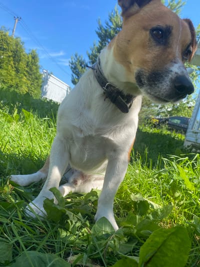 The image shows a Jack Russell Terrier dog lying in lush green grass on a sunny day. The dog has white fur with tan markings on its head and back, and a dark brown collar. Its head is tilted up, looking towards the sky, with its left eye visible. In the background, there is a clear blue sky with a few wispy clouds, green trees, and a white building with a slightly visible roofline. There is also a hint of electrical wires and a utility pole. The scene appears to be outdoors, possibly in a yard or a field, given the abundance of grass and foliage. The bright sunlight suggests it is daytime. The dog's relaxed posture implies it is at ease. There is no visible text in the image.