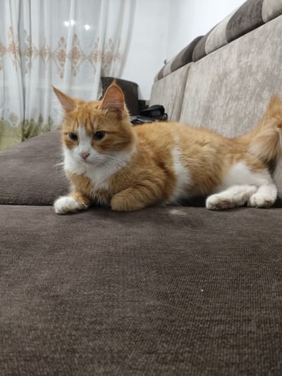 A ginger and white cat is lying on a brown sofa in a room. The cat is facing left, with its body extended along the sofa. Its front paws are tucked beneath its chest, and its back legs are stretched out behind it. The cat's tail is curled up to its right. The sofa is upholstered in a brown fabric, and there are pillows on the back of the sofa. In the background, there are white curtains with a patterned design. The room appears to be a living room. The location is specified as Orlovka, Kyrgyzstan.