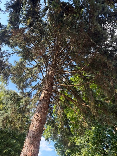 In Vladaya, Bulgaria, a close-up, low-angle shot captures the textured bark of a mature pine tree's trunk, angled upwards into a canopy of dark green needles and branches against a bright blue sky with scattered white clouds. The tree's trunk is rough and reddish-brown, with several circular indentations visible. The branches of the pine tree are dense, with some dead twigs interspersed among the live needles, creating a complex, layered effect. Sunlight filters through the foliage, casting dappled shadows. In the background, lighter green foliage from other trees is visible, suggesting a natural setting. A thin, horizontal wire runs across the mid-section of the image.