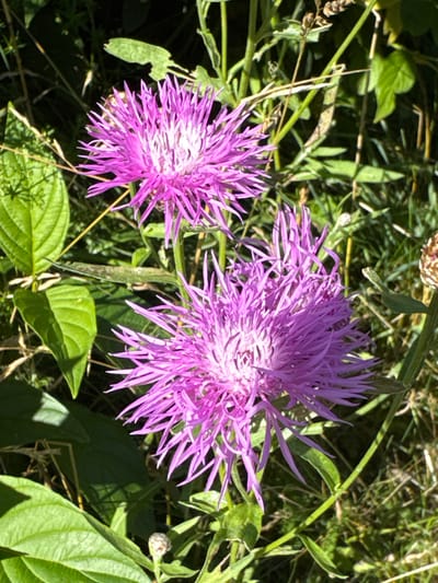 The image shows two vibrant purple cornflowers in a natural setting, likely a meadow or field. The flowers are in full bloom, with delicate, spiky petals radiating from a lighter, feathery center. The background is a blur of green foliage and grass, suggesting an outdoor environment with dappled sunlight. The specific location in St. Ozerki, Russia, is not discernible from the visual information provided in the image. There are no people or any actions depicted.