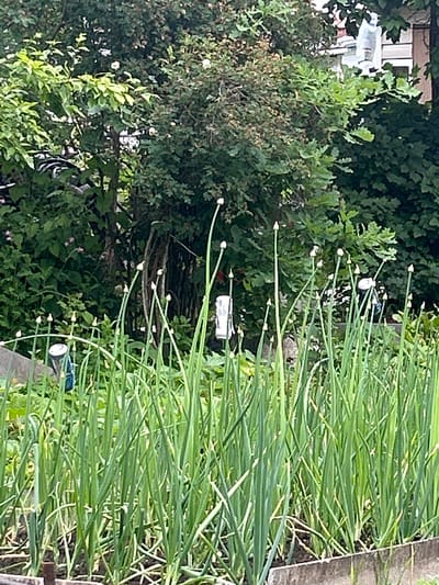 The image depicts a vibrant garden scene with a focus on a row of tall, green plants, likely chives or a similar allium, in the foreground. These plants have long, slender stalks topped with small, round buds, indicating they are about to bloom or have just begun. Interspersed among the stalks are a few small, round, white objects, possibly bird deterrents or markers.
In the background, lush green foliage creates a dense backdrop. To the left, a portion of a building with a white facade and windows is visible, suggesting a residential setting. The lighting suggests it is daytime, with natural light illuminating the scene. The overall impression is one of a flourishing garden in a natural environment. There is no visible text in the image. The location context is Leningradskaya, Russia.