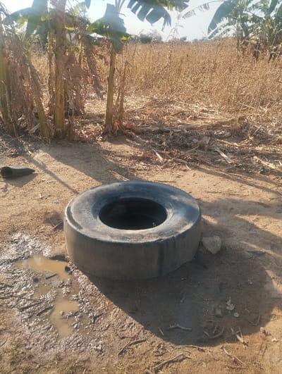 A tire sits on parched ground near a puddle, with a few small branches scattered around. In the background, banana trees stand among dry, brown grasses and plants. The scene appears rural and possibly arid, with the tire suggesting an abandoned or discarded object. Sunlight casts distinct shadows.