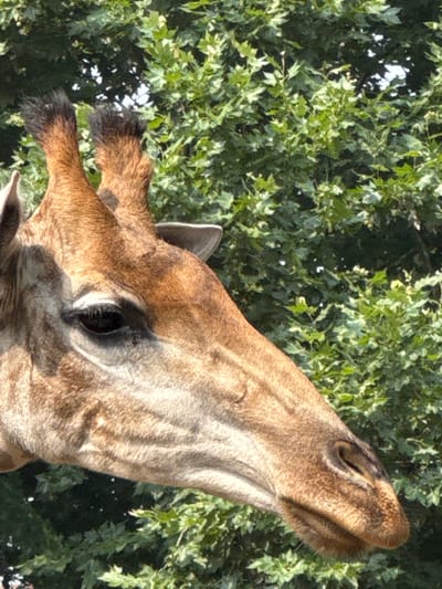 A close-up, low-angle, portrait shot features the head and upper neck of a giraffe against a background of green foliage. The giraffe's fur is a textured pattern of brown and tan. Its prominent ossicones, or horn-like protuberances, are visible at the top of its head, covered in dark, bristly hair. The giraffe's large, dark eye is visible in profile, with long eyelashes. Its elongated snout and muzzle are also prominent, with a subtle sheen on its skin. The foliage behind the giraffe is dense and appears to be a mix of trees and bushes, with dappled sunlight filtering through the leaves. The image was taken in the city of Pudong, China.