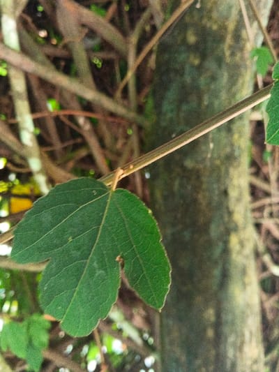 The image displays a close-up, static shot of a single, tripartite green leaf oriented with its lobes extending downwards and to the left. The leaf is attached to a thin, reddish-brown stem that extends diagonally upwards and to the right. Fine venation is visible on the leaf surface. The background is out of focus, revealing a dense arrangement of brown branches and a thicker tree trunk covered in greenish-grey lichen or moss on the right side. The environment is characterized by natural vegetation, indicative of a forested or heavily vegetated area within Masulog, Philippines. No human subjects, animals, or artificial objects are present.