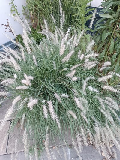 The image shows a close-up of ornamental grass with feathery white plumes, likely Pennisetum or a similar variety. The grass is growing densely in a garden bed, with its long, thin green leaves arching outwards. The feathery plumes, which are the flowering parts of the grass, are clustered and appear soft and delicate. In the background, there are other green plants, including some with larger leaves. The ground is paved with light-colored concrete slabs, suggesting an urban or suburban setting. There are no people or animals visible in the image. The lighting is natural, indicating it was taken outdoors during the day. The context of Vyškov, Czechia, is noted as a city location.