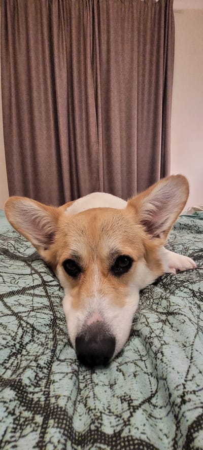 A close-up, sideways portrait shows the head of a Corgi dog lying on a patterned teal blanket. The dog has tan and white fur, with large, erect ears and dark eyes. Its snout is black. The dog's head is resting on the blanket, and its gaze is directed slightly upwards and to the right. To the left of the dog, a brown, pleated curtain is visible, suggesting an indoor setting. The lighting appears to be soft, and there are no clear indicators of the time of day or weather conditions. The overall mood is relaxed and intimate, focusing on the dog's gentle expression.