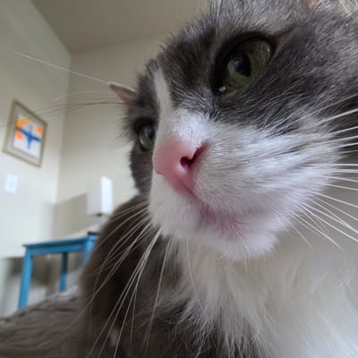 A low-angle, close-up shot shows the face of a grey and white cat looking directly at the camera. The cat's right eye, with a green iris and black pupil, is in focus, while its left eye is partially visible and out of focus. The cat's pink nose is prominent in the center of the frame, with its whiskers fanned out on either side. The background is blurred, but appears to be an indoor setting with a wall, a framed picture, and a blue stool or table.