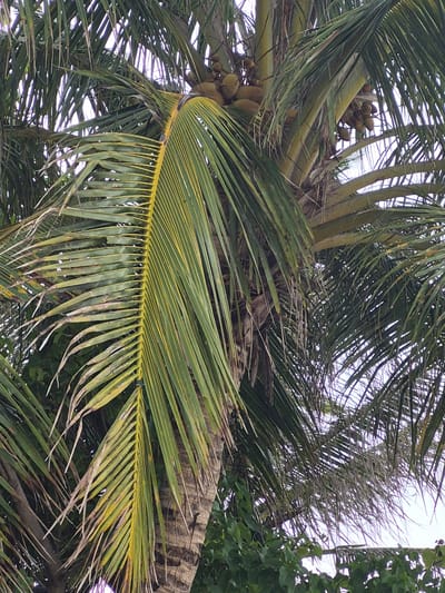 The image shows a close-up view of a coconut palm tree in Huraa, Maldives. The tree's trunk is visible, along with several fronds, some of which are yellowing. A cluster of immature coconuts is visible near the trunk. The sky is visible in the background through the fronds. Another tree with green leaves is visible on the right.
