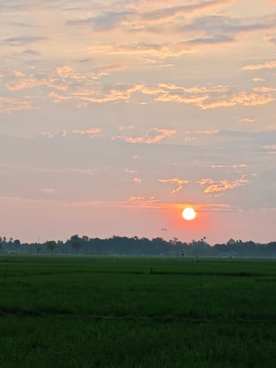 A rural landscape is depicted at either sunrise or sunset in the vicinity of Mee Pangwa, Indonesia. The sky occupies the upper two-thirds of the image, featuring a prominent, intensely bright, circular orange-red sun positioned slightly right of the vertical center, just above the horizon line. The sky exhibits a gradient of color, transitioning from warm peach and pink hues near the sun and horizon to lighter blue-grey tones overhead, with numerous scattered, wispy altocumulus clouds illuminated by the sun's glow. Two small, dark bird silhouettes are visible in flight against the brighter sky, positioned to the left of the sun. The horizon is defined by a dense, dark green band of trees and lower vegetation, stretching across the frame. The lower third of the image consists of a flat, expansive green field, consistent with cultivated rice paddies. Several slender, dark vertical stakes are visible within this field. A solitary, dark human figure in silhouette stands in the mid-distance within the green field, slightly to the right of the center.