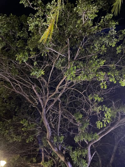 The image displays a nocturnal scene in General Villamil Playas, Ecuador, focused on the illuminated canopy of one or more large trees. Multiple tree trunks and an extensive network of branches are visible, some adorned with dense green foliage while others appear bare. Artificial light, emanating from a visible fixture in the bottom-left corner and potentially other off-frame sources, illuminates the lower and mid-sections of the trees, highlighting individual leaves and branches against a dark, featureless night sky. A prominent, yellowish-green palm frond extends into the upper-left quadrant of the frame. No human figures or discernible animal life are present.
