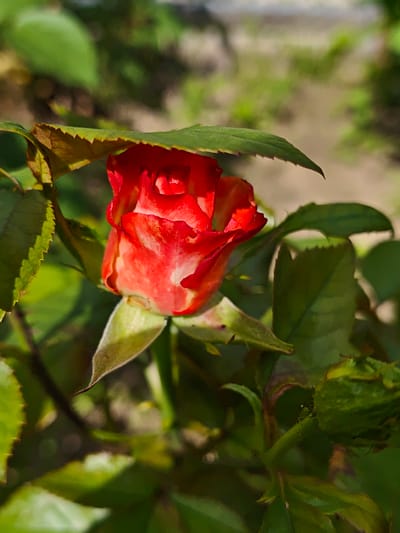 A close-up shot captures a vibrant red rosebud, partially obscured by its own green leaves. The rosebud is the central subject, displaying a gradient of deep red at its core, fading to lighter shades with hints of white and yellow towards its edges. Sunlight illuminates the petals, creating a soft glow and highlighting the delicate texture.
The rose is surrounded by lush green foliage, with some leaves positioned in the foreground, casting a shadow over the top of the bud. The leaves are serrated along their edges, a common characteristic of rose leaves. In the background, the scene is softly blurred, suggesting an outdoor setting with dappled sunlight filtering through. The bokeh effect in the background indicates a shallow depth of field, drawing the viewer's attention to the rosebud.
To the right of the rosebud, a smaller, unopened bud is visible, also green and fuzzy, hinting at future blooms. The overall impression is one of natural beauty and the anticipation of full bloom. The lighting suggests it is daytime, likely morning or late afternoon given the warm sunlight. The setting appears to be a garden or park, possibly in Parkhomivka, Ukraine, as suggested by the location context. No text is visible in the image.