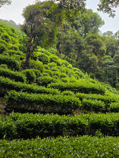 This is a photograph of a verdant tea plantation on a hillside. The rows of meticulously pruned tea bushes cascade down the slope, creating a textured landscape. In the background, mature trees with dense foliage rise further up the hill, some with vines trailing down their trunks. The sky above is overcast, casting a soft, diffused light over the scene. There are no people or animals visible in the image. The environment is one of lush, natural beauty, suggesting a tranquil rural setting, likely within a region known for tea cultivation, such as the Xihu District in China, famous for its Longjing tea.