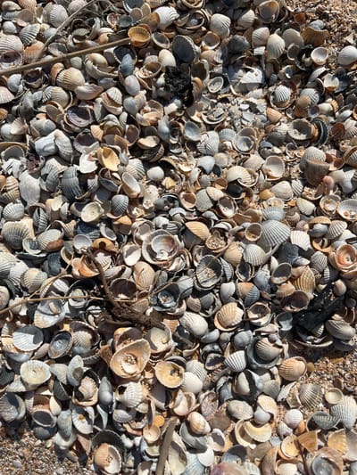 The image shows a dense scattering of broken and whole seashells on a sandy beach. The shells vary in size, shape, and color, with shades of white, gray, tan, and brown. Some shells appear to be fragments, while others are intact and exhibit ribbed or smooth textures. Small pebbles and grains of sand are visible between the shells. The scene is viewed from directly above, creating a textured and monochromatic close-up. This appears to be a natural beach environment, likely the coast of Dolzhanskaya, Russia, characterized by a large accumulation of washed-up shells. No people or animals are visible in the image.