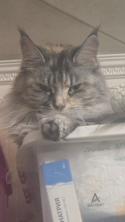 A close-up, slightly blurry, vertical medium shot shows a Maine Coon cat with a gray, tabby, and white coat, resting its head on its paw, which is resting on a white surface. The cat's ears are pointed with tufts of fur. In the background, a decorative white molding is visible. Below the cat and partially obscuring the lower part of the image is a white container with text in Cyrillic script. A blue and white box with Cyrillic text and an illustration of a leg is also visible on this container. The overall scene appears to be indoors. The presence of the Russian text suggests the image was taken in Russia, likely Yuryev-Polsky, given the context.