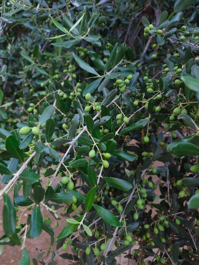The image shows a close-up view of an olive tree branch laden with small, green olives. The branches are covered in dark green, leathery leaves, characteristic of olive trees. The olives are clustered in small groups, indicating they are still unripe. The background is a blur of more foliage and hints of sandy ground, suggesting an outdoor setting. The lighting appears natural, possibly from daylight, with a slightly overcast or diffused light, as there are no harsh shadows. The scene is peaceful and captures a moment in the life cycle of an olive tree. There is no visible text in the image. The location context is Nea Raidestos, Greece.