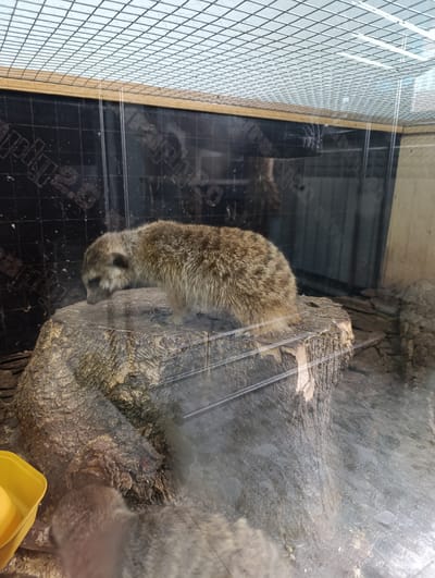 A meerkat is perched on a tree stump in an enclosure, likely in a zoo or animal sanctuary, in Novopokrovka, Kyrgyzstan. The enclosure features a wire mesh ceiling and a dark, textured wall in the background, possibly with some printed material. The ground appears to be covered with wood chips and rocks. A yellow feeding dish is visible to the left of the stump, and another meerkat, out of focus, is partially visible in the lower left corner. The lighting suggests it is daytime, and the image is captured through glass, as indicated by reflections.