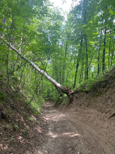 A fallen tree trunk spans across a dirt path in a forest. The path curves to the right and leads into the distance, surrounded by lush green foliage and trees. The trunk is light-colored and appears to be aged. The ground on either side of the path is covered with dirt, leaves, and sparse vegetation. Sunlight filters through the canopy of leaves, creating dappled shadows on the path. The scene suggests a natural, untouched environment. The location is identified as the city of Vasilyevo, Russia.