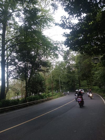A winding asphalt road cuts through a lush, green landscape dominated by tall trees. Several motorcyclists are seen driving along the road, heading into the distance. A white car follows behind the motorcyclists. A metal guardrail runs alongside the road, separating it from the foliage. Overhanging branches create a shaded canopy over parts of the road. The sky appears overcast, with a soft, diffused light filtering through the trees.