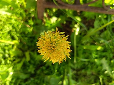 A close-up, top-down view of a yellow, dandelion-like flower is centered in the frame. The flower is in focus, showcasing its intricate petals that radiate outwards. The background is a blurred expanse of lush green foliage, indicative of a natural or garden setting. In the upper portion of the image, a dark, blurry object, possibly a twig or piece of wood, is visible, adding a textural element to the scene. The lighting suggests it is daytime, with dappled sunlight illuminating the flower and leaves. The image was captured in Soloneshnoye, Russia.