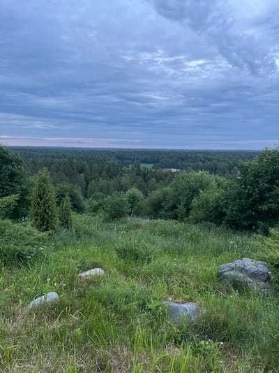 This is an image of a landscape viewed from an elevated position, looking out over a dense forest towards a hazy horizon under a cloudy sky. In the foreground, there is tall, lush green grass with several rocks scattered amongst it. A few small white wildflowers are visible in the grass. Further into the scene, the grass gives way to a variety of trees and bushes, with a prominent evergreen tree in the mid-ground. Beyond this, the landscape is dominated by a vast expanse of dark green coniferous forest. In the distance, a faint structure, possibly a tower or mast, is visible within the treeline. The sky is a soft blue-grey with scattered clouds, indicating it is likely late afternoon or early evening. The overall impression is one of a natural, tranquil environment. The image was taken in Helsinki, Finland.