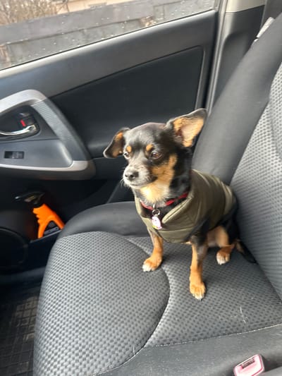 A small, black and tan dog wearing a green jacket sits in the front passenger seat of a car. The car's interior includes a gray patterned seat, a gray door panel with a silver handle, and an orange object in the door pocket. The scene's location is Irpin, Ukraine.