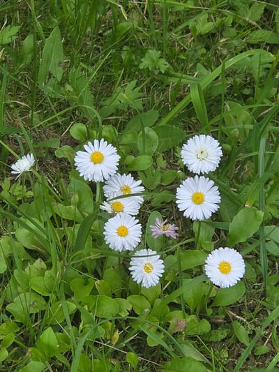 A high-angle shot shows a cluster of white daisies with yellow centers scattered amongst green grass and leaves. One daisy in the upper right corner is more prominently featured, with its petals slightly curled. Another daisy in the lower left is tilted sideways. A small purple flower with wispy petals is visible to the right of center. The overall scene suggests an outdoor setting, likely a meadow or garden, during daylight. The grass appears lush and green, indicating favorable weather conditions. There is no visible text in the image.