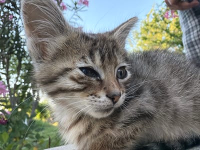A close-up, side-profile shot shows a young tabby kitten with grey and brown fur. Its eyes are a light green color. The kitten's left eye appears slightly watery. Its fur is long and fluffy. The kitten is positioned outdoors, with a soft-focus background of green foliage and pink flowers, indicative of a garden setting. The sky is a clear light blue. In the upper right corner, a portion of a person wearing a gray and white plaid garment is visible, suggesting the presence of a human. The overall scene is natural and relaxed. This image was taken in Novxanı, Azerbaijan.