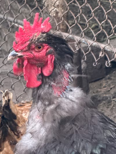 The image shows a close-up of a chicken behind a wire fence. The chicken has dark grey feathers and a bright red comb and wattle. Its eye is visible and appears dark. The background is blurry and appears to be a rustic or outdoor setting with some rocky or earthy textures. The wire fence is in the foreground, creating a barrier between the viewer and the chicken. The lighting suggests it is daytime, possibly sunny, with some shadows cast. There is no visible text in the image. The overall impression is a candid shot of a farm animal in its enclosure.