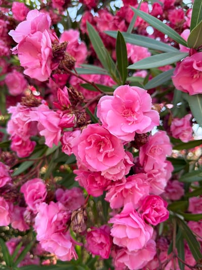 A dense cluster of vibrant pink oleander flowers fills the frame. The flowers are in various stages of bloom, with some fully open and others still tightly budded. Their petals are soft and layered, with a slight sheen. Dark green, lance-shaped leaves are interspersed among the blossoms, providing a striking contrast to the pink hues. Some dried, brown flower remnants are also visible, adding a touch of texture and indicating the natural lifecycle of the plant. The background is softly blurred, with hints of other pink flowers and greenery, creating a dreamy, impressionistic effect. The lighting suggests it is daytime, with a natural, diffused light illuminating the scene. The image appears to have been taken outdoors, likely in a garden or natural setting. The specific location in Calvià, Spain, cannot be determined from the image alone.