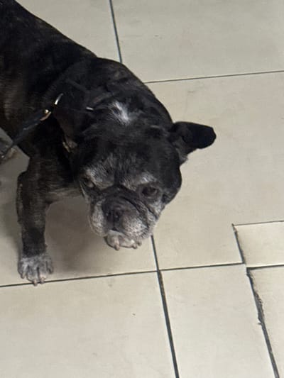 An overhead photograph depicts an elderly brindle French Bulldog standing on a light-colored tiled floor within a structure located in Naucalpan de Juárez, Mexico. The dog exhibits significant graying around its muzzle, eyes, and forehead, with distinct white patches on its head and chest, indicative of advanced age. It wears a dark collar featuring a metallic buckle/ring on its left side. The animal's head is tilted downwards as it gazes directly upward towards the camera. Its front left paw is visible, showing gray fur on the digits. The floor consists of square, possibly off-white or light beige, tiles with dark grout lines; some grout deterioration and chipping are evident in the lower right portion of the frame. No other subjects or objects are discernible.