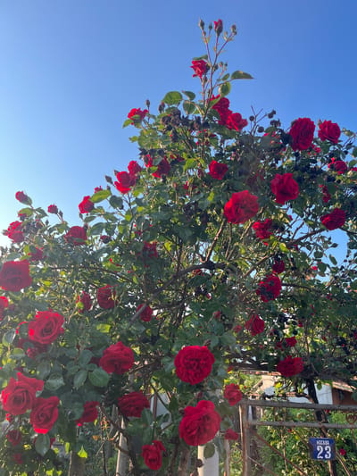 The image depicts a rose bush laden with red roses against a clear blue sky. The location is suggested to be Lozarevo, Bulgaria, based on the address sign "Москва 23" (Moscow 23) which is not indicative of the Bulgarian language or numbering system. The roses are in full bloom, with some buds still unopened. The bush is entangled with a metal fence or gate. There are no people visible in the image. The focus is on the roses and their arrangement against the backdrop of the sky and fence.