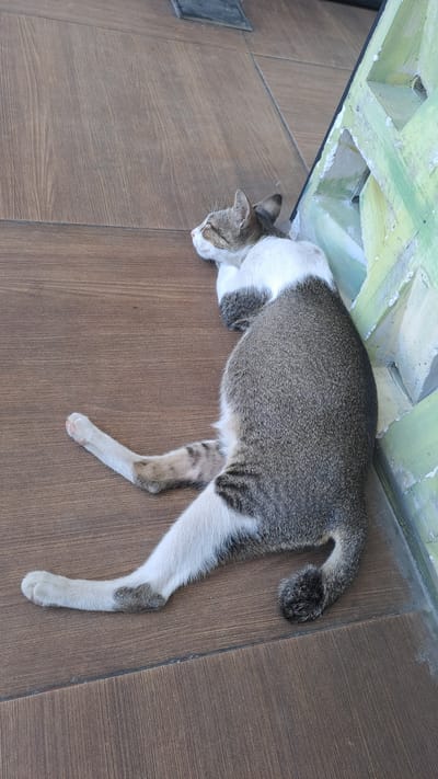 A tabby and white cat is sleeping on a wooden floor next to a green, weathered wall. The cat is curled on its side, with its head tucked into its chest and its eyes closed. Its tail is curled around its body. The wooden floor appears to be made of planks and is clean. The green wall is rough and textured, with some chipped paint. The scene appears to be outdoors, possibly on a patio or balcony. The location is the city of Cotbadatunong, Indonesia.