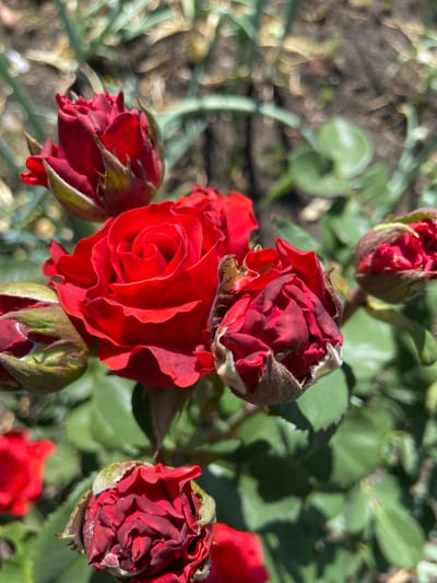 The image is a close-up, eye-level shot of a cluster of red roses in bloom, with some buds still closed. The main subject is a fully opened red rose in the center, its petals unfurling in a spiral pattern, showing a rich, deep red color with hints of darker tones. Surrounding it are several rose buds, some partially open, revealing the tightly packed inner petals. These buds are predominantly a dark red with green sepals. The roses are set against a backdrop of green leaves, which are out of focus, creating a soft bokeh effect. The ground beneath the roses is visible, appearing as dark soil with some blurred green stems and patches of light. The lighting suggests it is daytime, with sunlight casting shadows and highlighting the textures of the petals and sepals. The overall mood is one of natural beauty and the vibrant life of a garden. The image appears to have been taken outdoors, likely in a garden setting given the presence of plants and soil. There is no visible text in the image. The location context is Rozkvit, Ukraine.