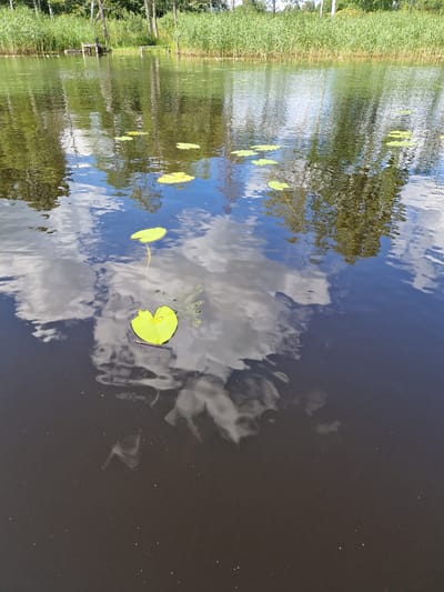 A scenic view of a calm body of water, possibly a lake or river, with several lily pads floating on its surface. The water reflects the sky and the surrounding trees, creating a serene natural landscape. The background shows a shoreline with lush green vegetation and trees. In the distance, a small wooden pier and a bench are visible, suggesting a recreational area. The water itself is dark, with a slight shimmer on the surface, and the lily pads are a vibrant green, some with heart-shaped leaves. The overall impression is one of tranquility and natural beauty. It is possible this scene is in Viesīte, Latvia.